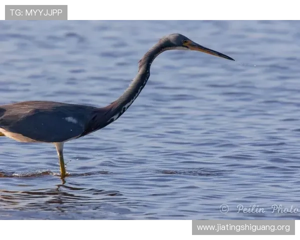 如何在PA捕鱼中实现高分突破掌握这些实用技巧让你成为捕鱼高手